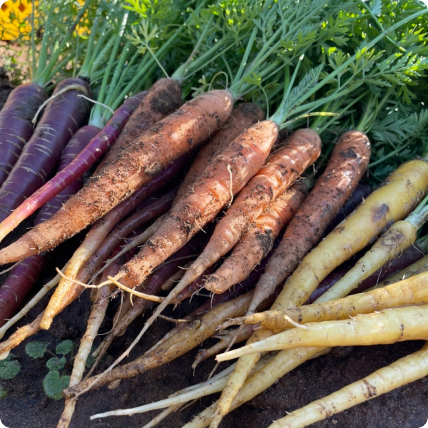 カラフルニンジン