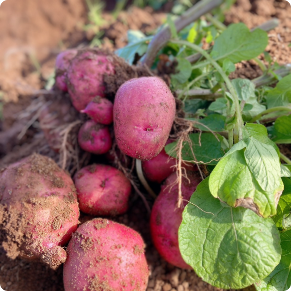 インカのめざめ